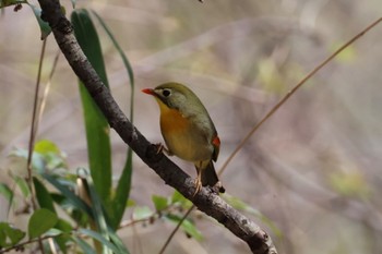 Red-billed Leiothrix 二上山 Sun, 3/31/2024