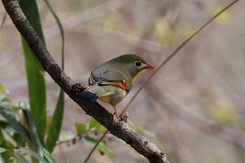 ソウシチョウ 二上山 2024年3月31日(日)