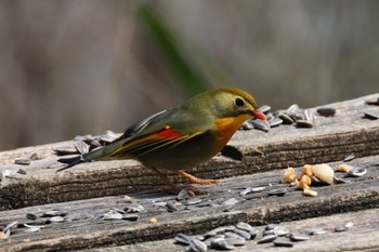 Red-billed Leiothrix 二上山 Sun, 3/31/2024