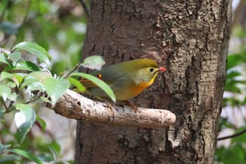 Red-billed Leiothrix 二上山 Sun, 3/31/2024