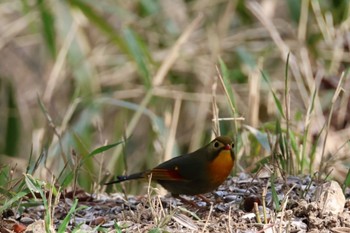 ソウシチョウ 二上山 2024年3月31日(日)