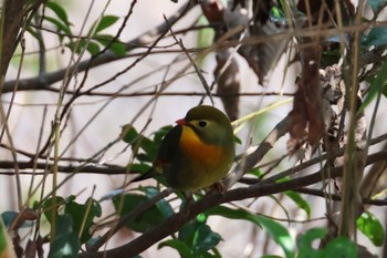 Red-billed Leiothrix 二上山 Sun, 3/31/2024