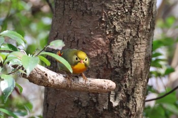 Red-billed Leiothrix 二上山 Sun, 3/31/2024