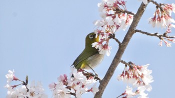 2024年3月30日(土) 馬見丘陵公園の野鳥観察記録