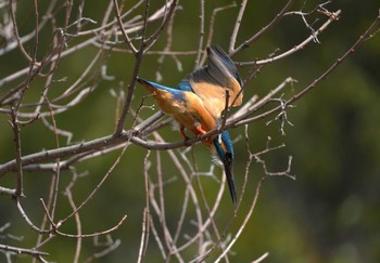 Common Kingfisher 大阪府 Sat, 3/30/2024