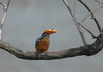 Common Kingfisher 大阪府 Sat, 3/30/2024