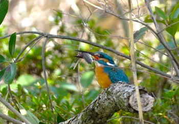 Sat, 3/30/2024 Birding report at 大阪府