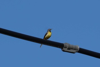 Grey Wagtail 山梨県勝沼町 Sun, 3/31/2024