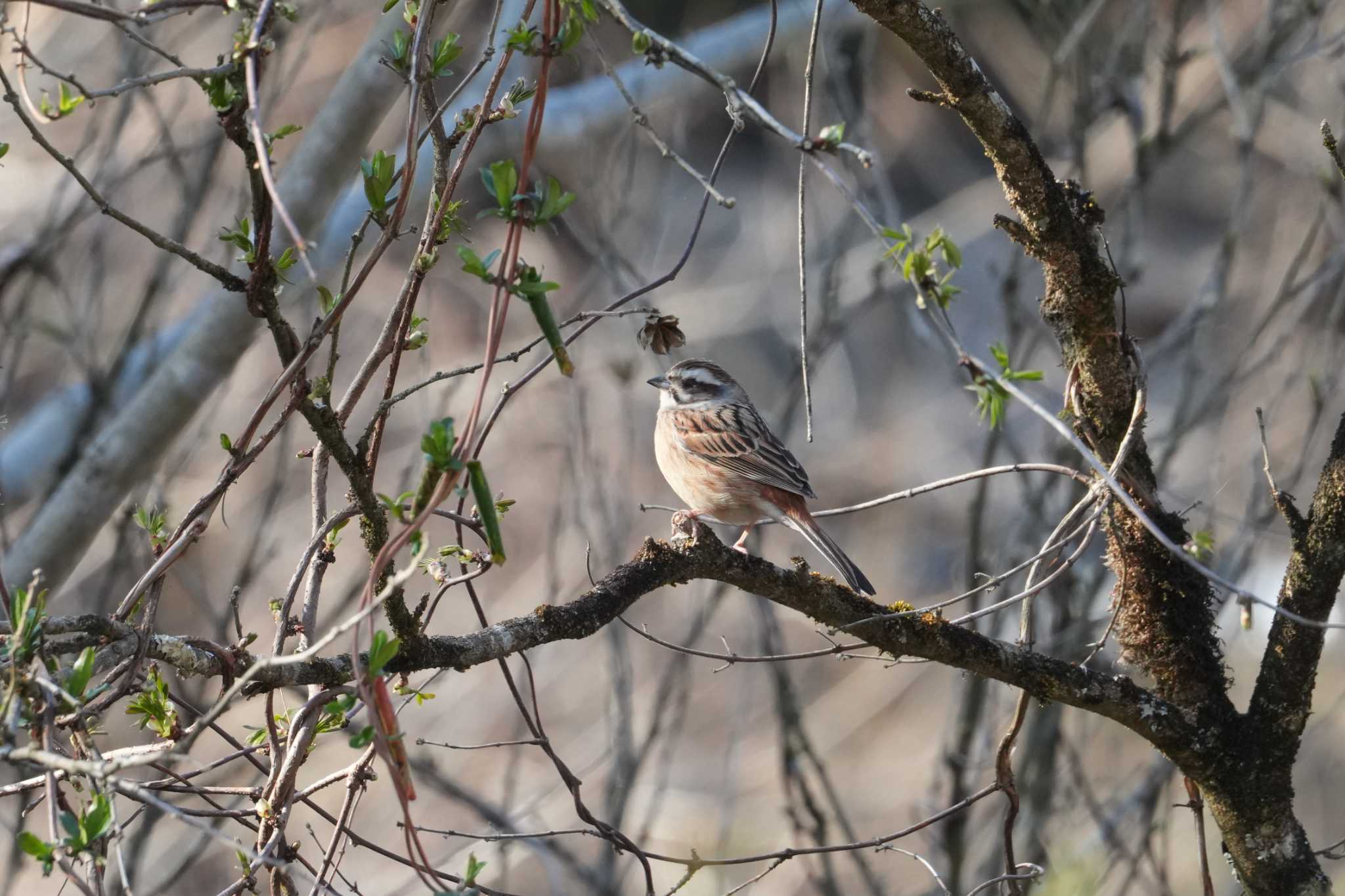 Photo of Meadow Bunting at 山梨県勝沼町 by sinbesax