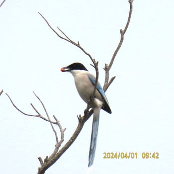 Azure-winged Magpie Mizumoto Park Mon, 4/1/2024