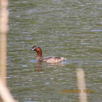 Little Grebe Mizumoto Park Mon, 4/1/2024