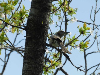 Brown-eared Bulbul 平和の森公園、妙正寺川 Mon, 4/1/2024