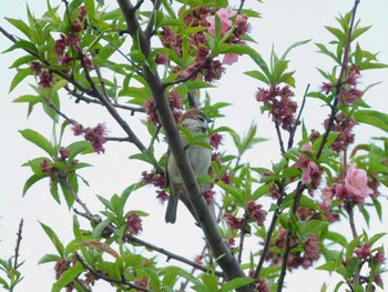 Eurasian Tree Sparrow 平和の森公園、妙正寺川 Mon, 4/1/2024