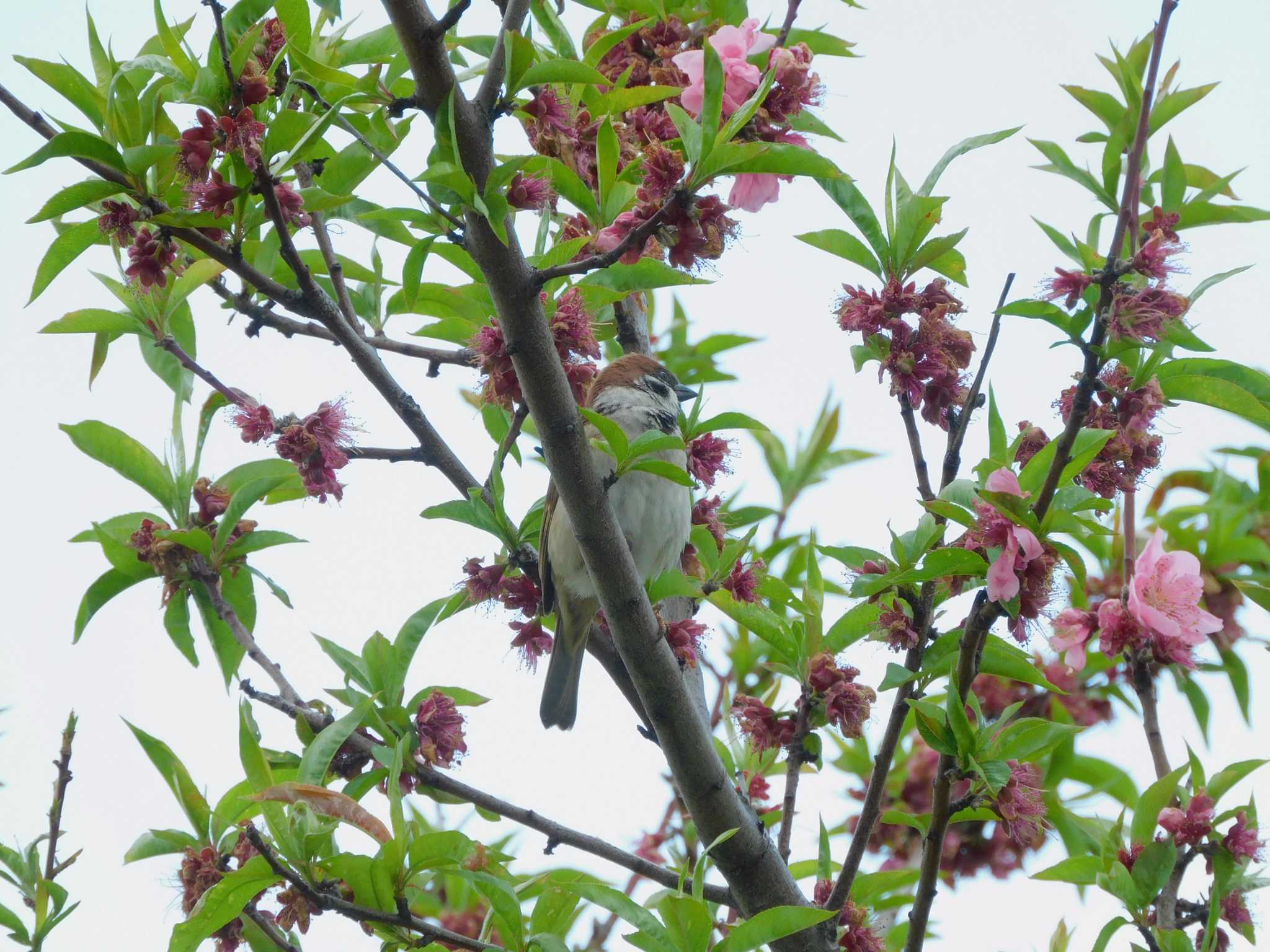 Eurasian Tree Sparrow