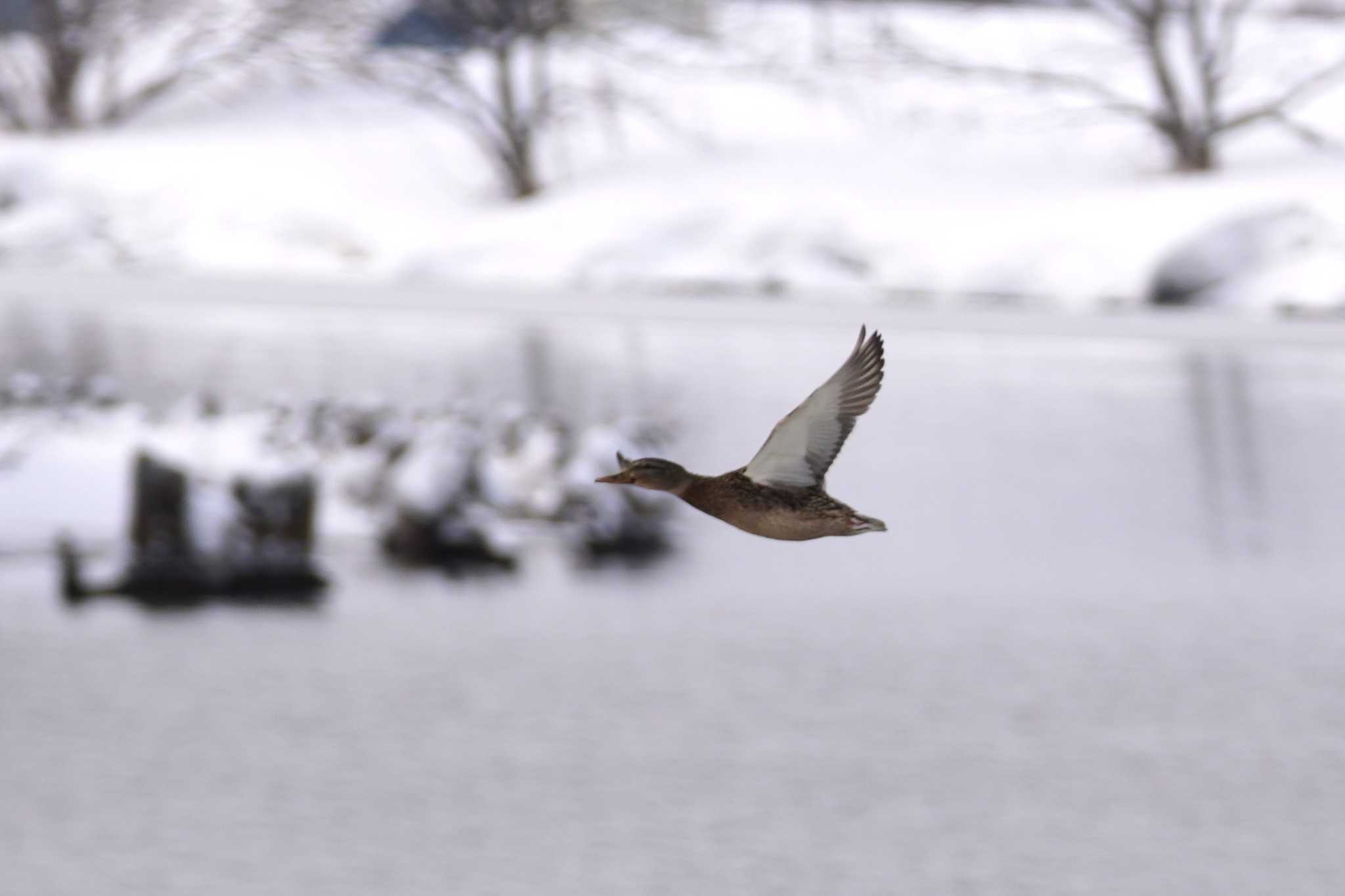 Photo of Mallard at 石狩 茨戸川 by くまちん