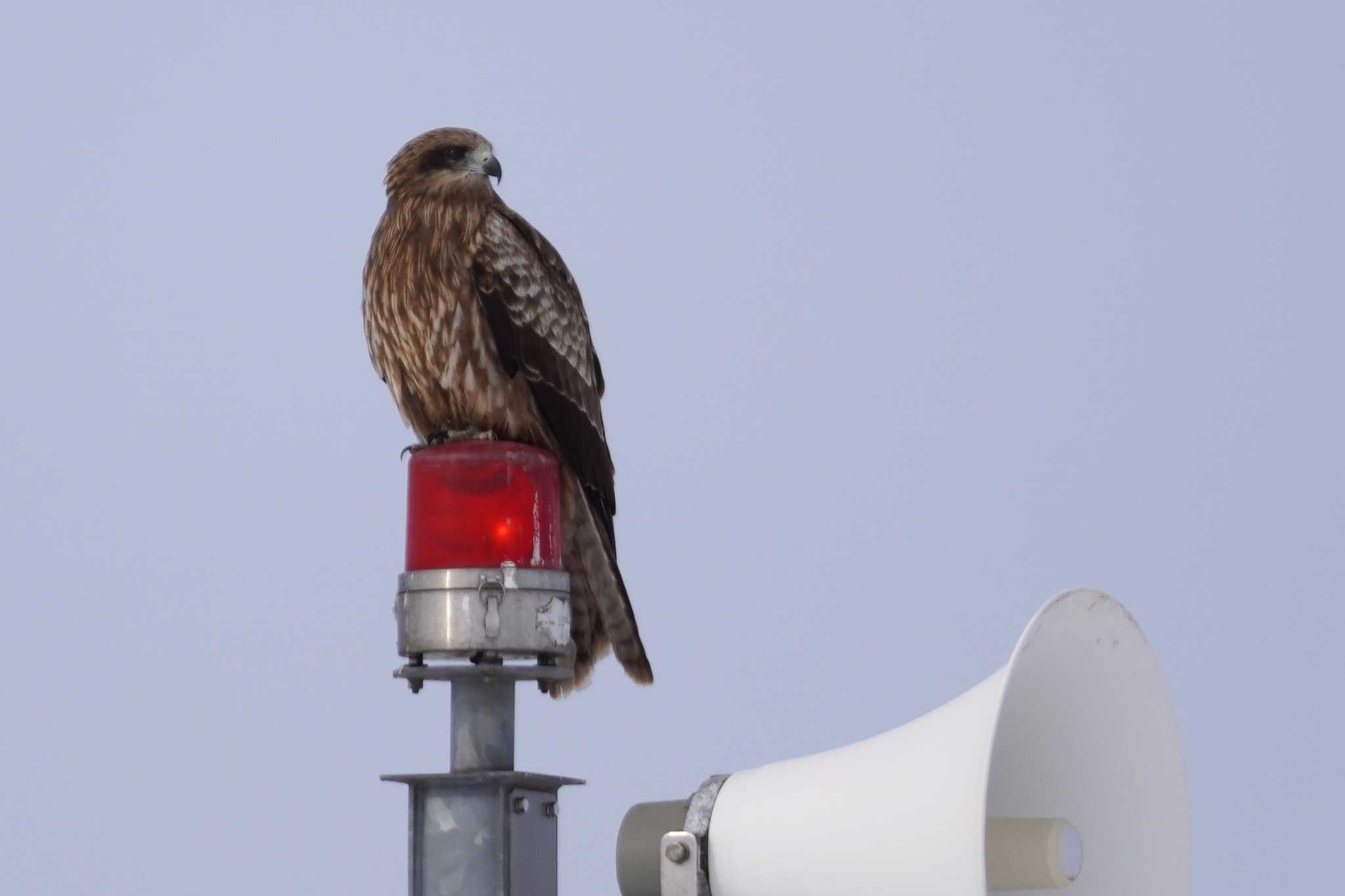 Photo of Black Kite at 石狩 茨戸川 by くまちん