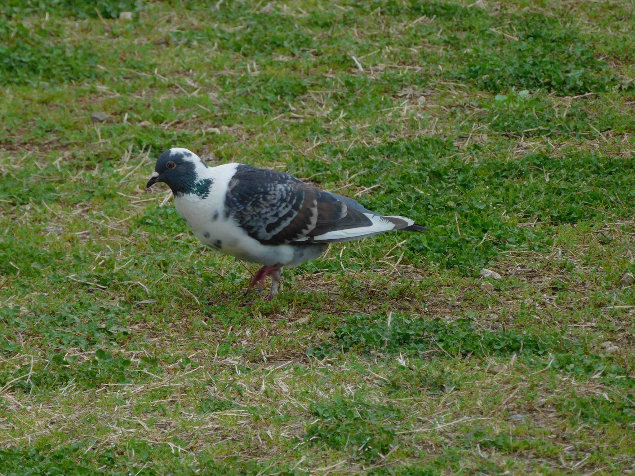 Rock Dove