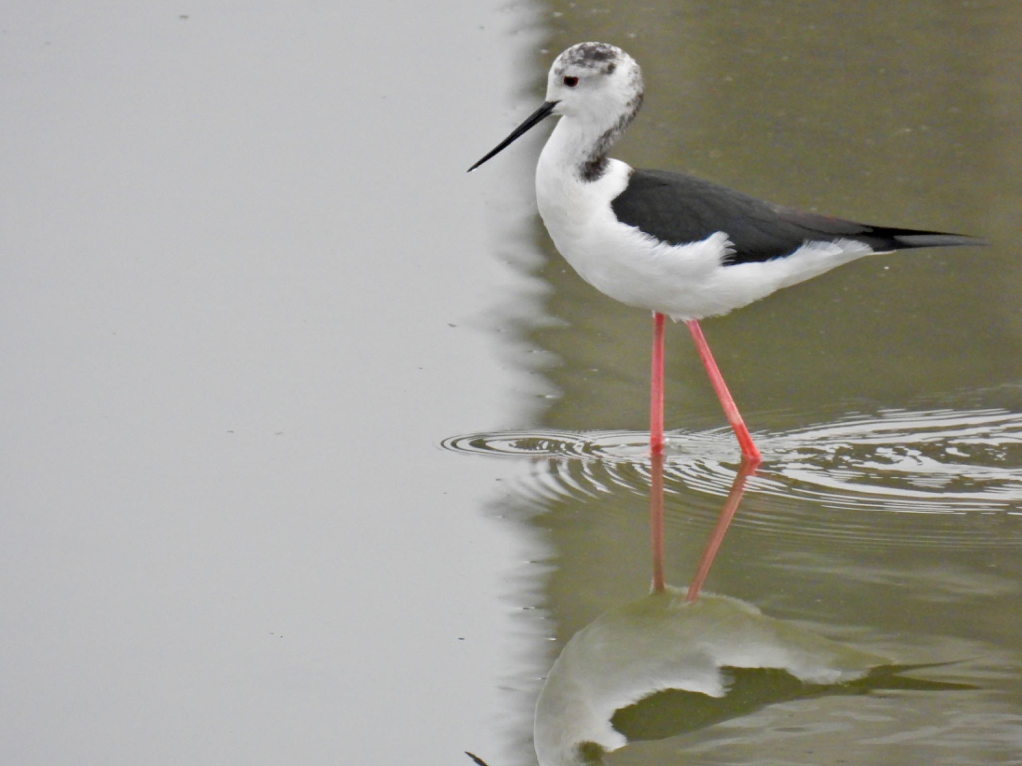 Photo of Black-winged Stilt at 土留木川河口(東海市) by sana