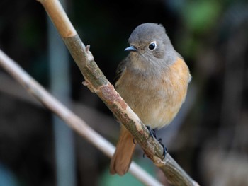 Daurian Redstart 長崎県 Wed, 3/13/2024