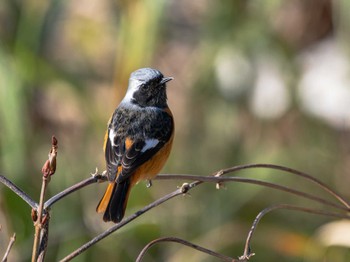 Daurian Redstart 長崎県 Sun, 3/10/2024