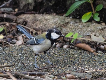 Japanese Tit 長崎県 Thu, 3/14/2024