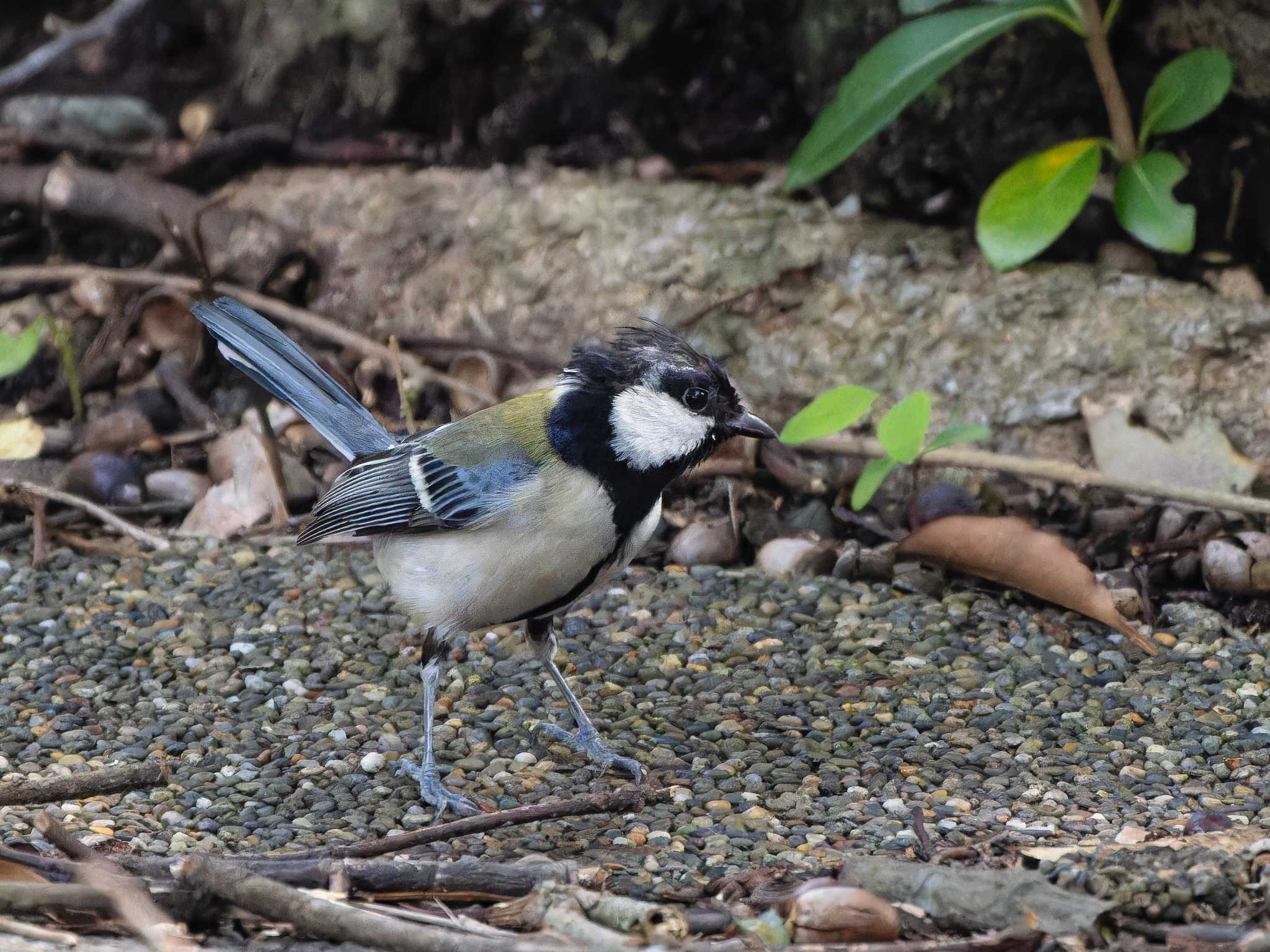 Photo of Japanese Tit at 長崎県 by ここは長崎