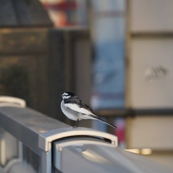 White Wagtail 大岡川 Wed, 12/19/2018