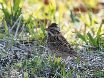 Rustic Bunting 長崎県 Thu, 3/14/2024