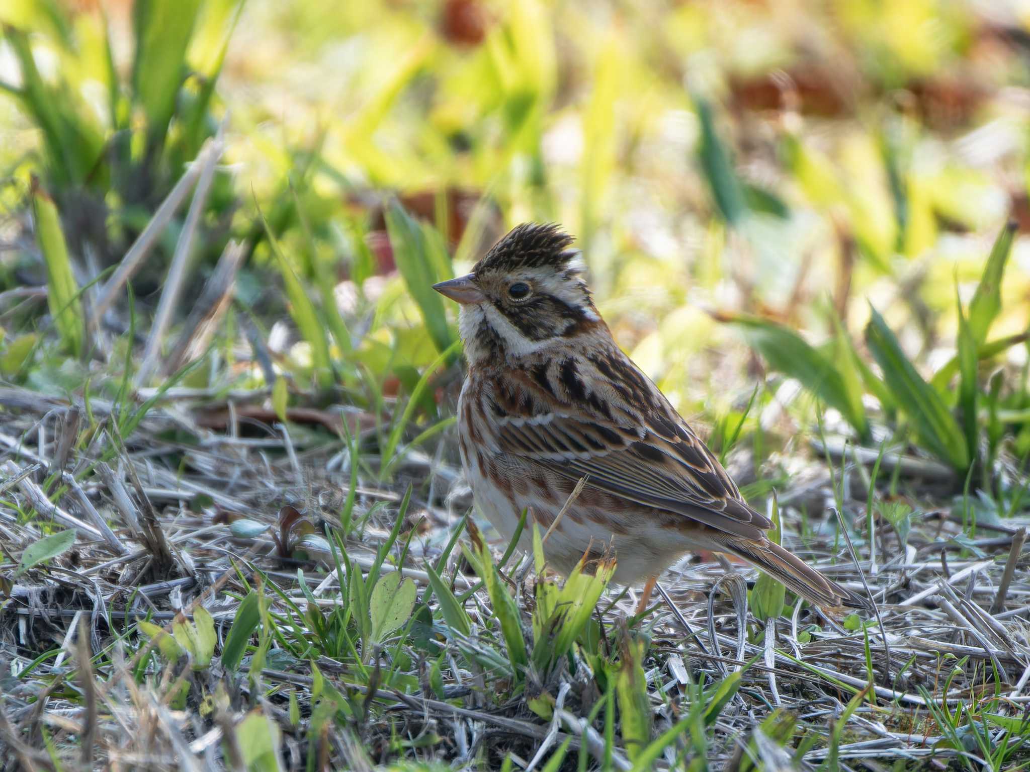 Photo of Rustic Bunting at 長崎県 by ここは長崎