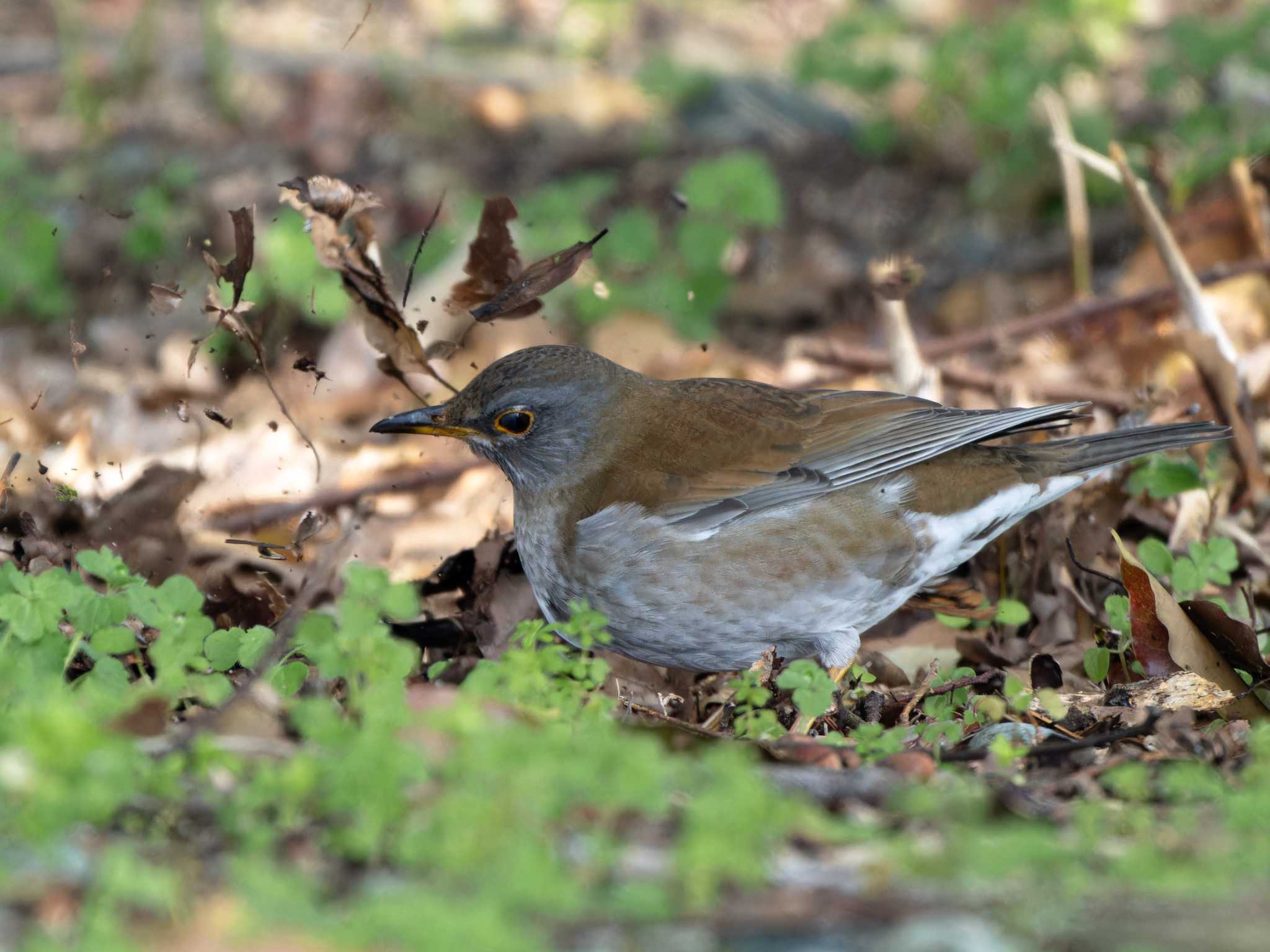 Photo of Pale Thrush at 長崎県 by ここは長崎