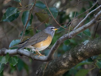 Eyebrowed Thrush 長崎県 Mon, 3/18/2024