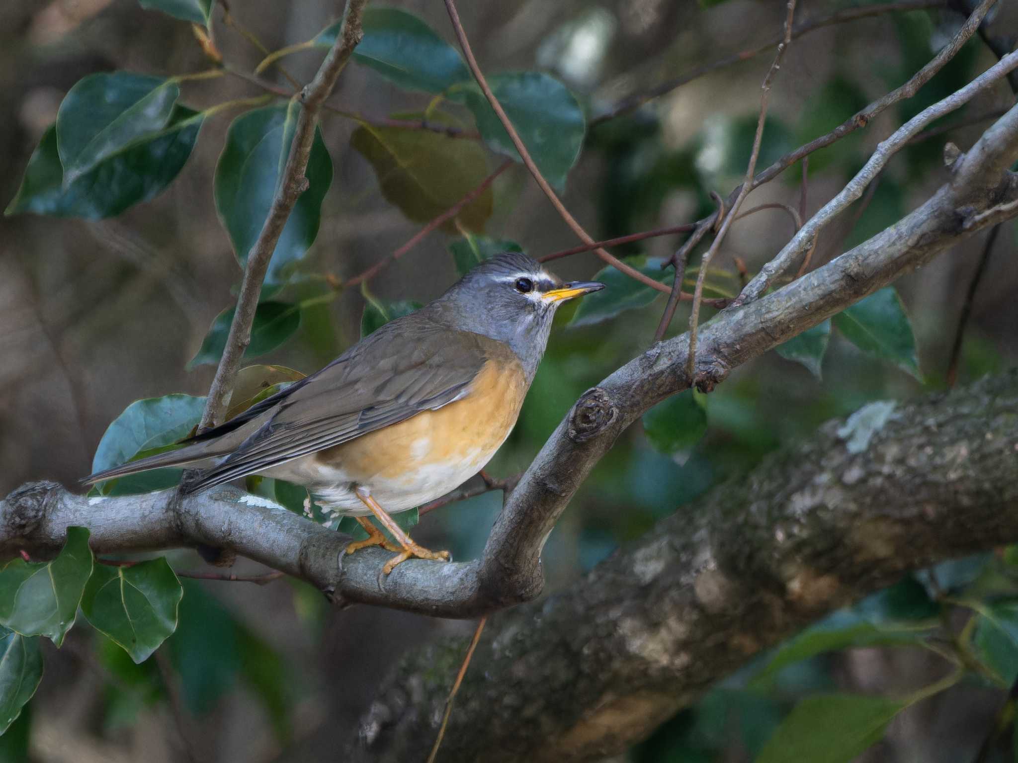 Eyebrowed Thrush