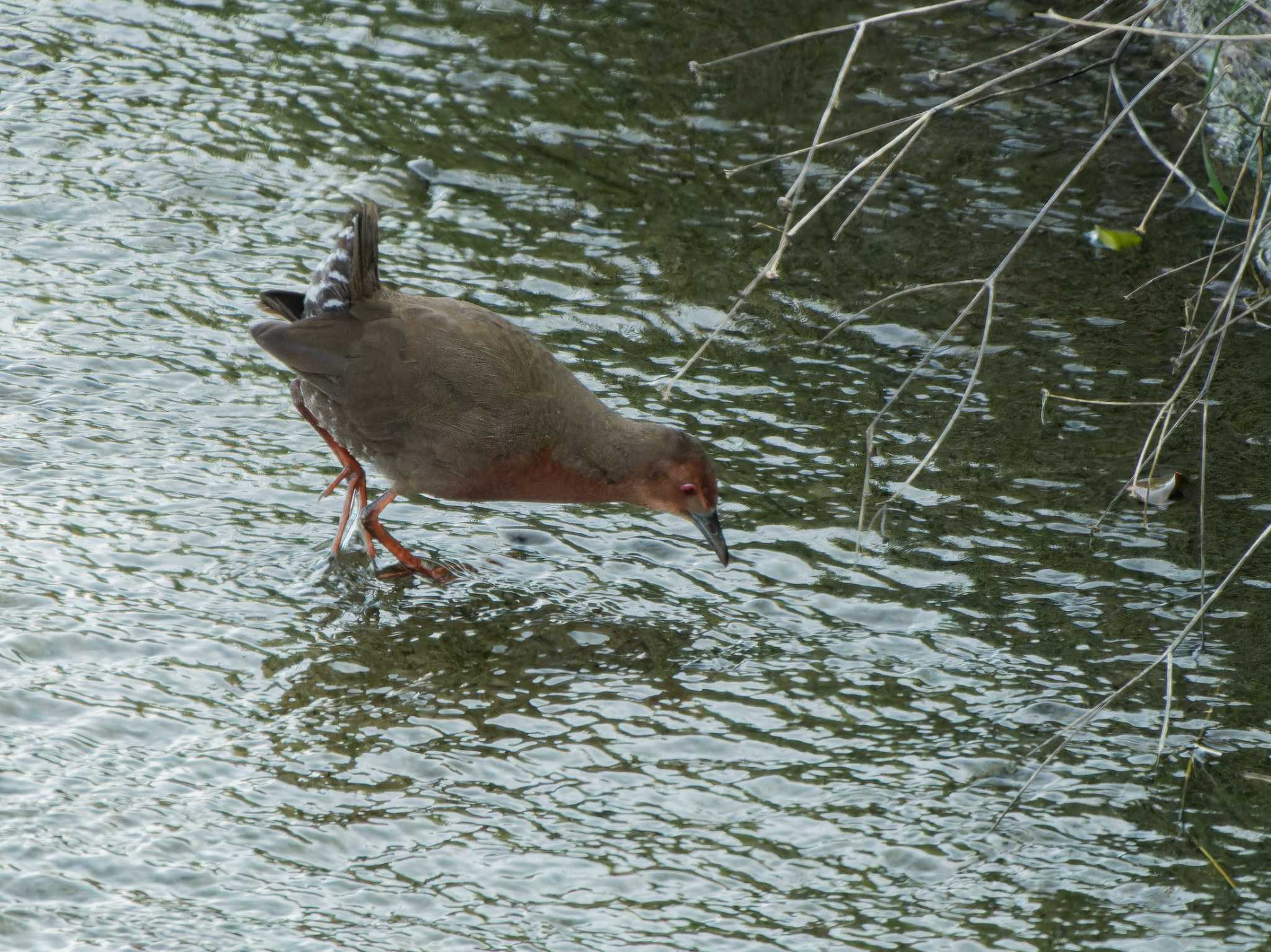 Ruddy-breasted Crake