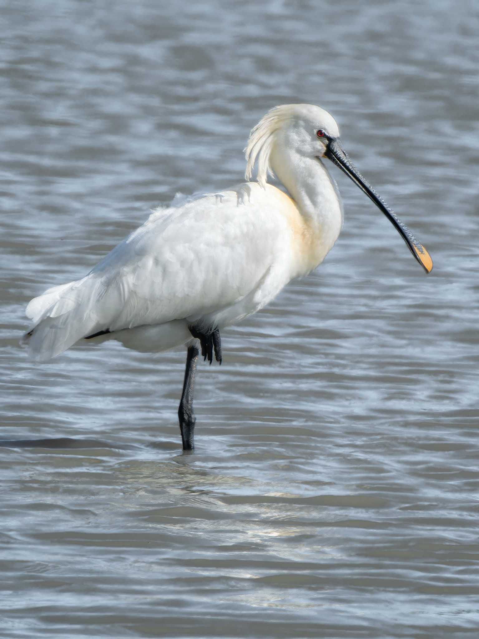 Eurasian Spoonbill