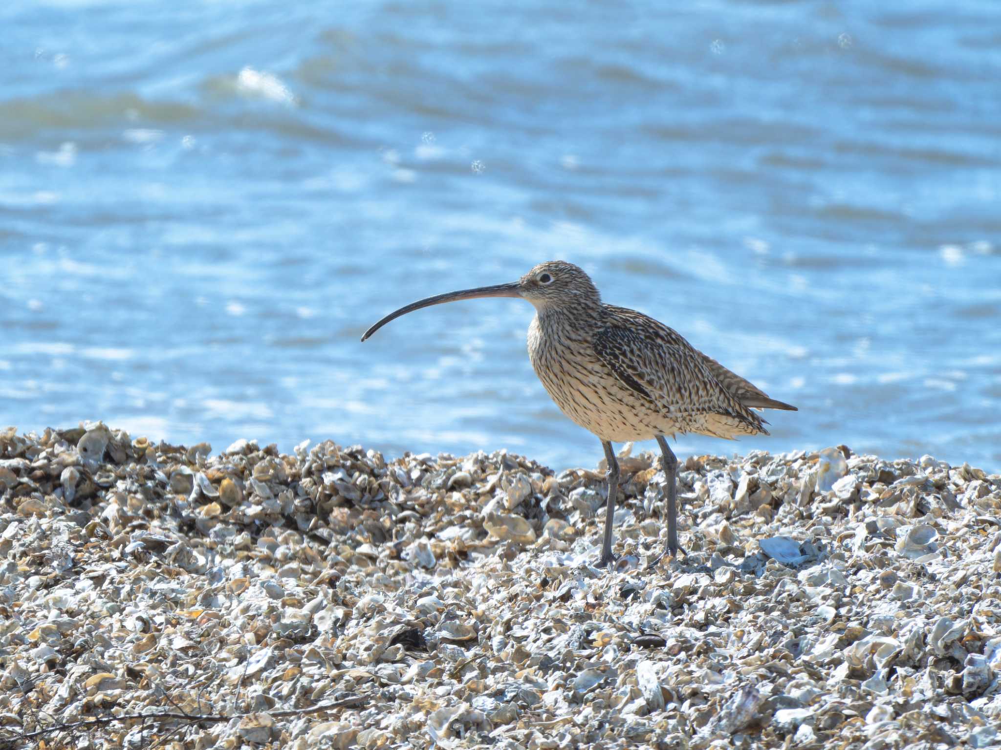 Photo of Far Eastern Curlew at 長崎県 by ここは長崎