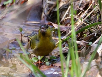 Eurasian Siskin 秩父 Thu, 3/14/2024