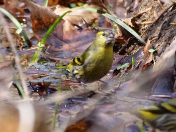 Eurasian Siskin 秩父 Thu, 3/14/2024