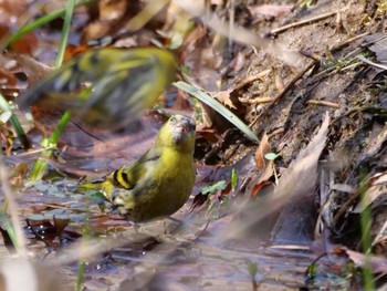 Eurasian Siskin 秩父 Thu, 3/14/2024