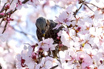 ヒヨドリ 黒目川 2024年3月31日(日)