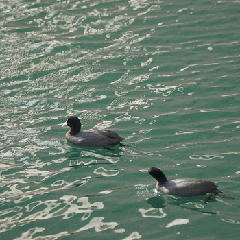 Eurasian Coot Minatomirai Wed, 12/19/2018