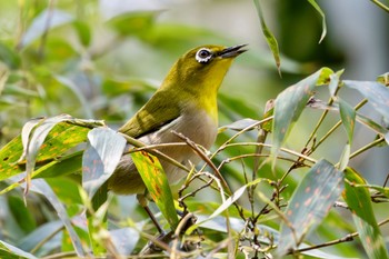 Warbling White-eye Akigase Park Mon, 4/1/2024