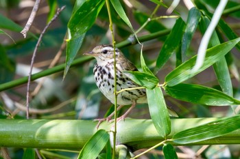 Olive-backed Pipit Akigase Park Mon, 4/1/2024