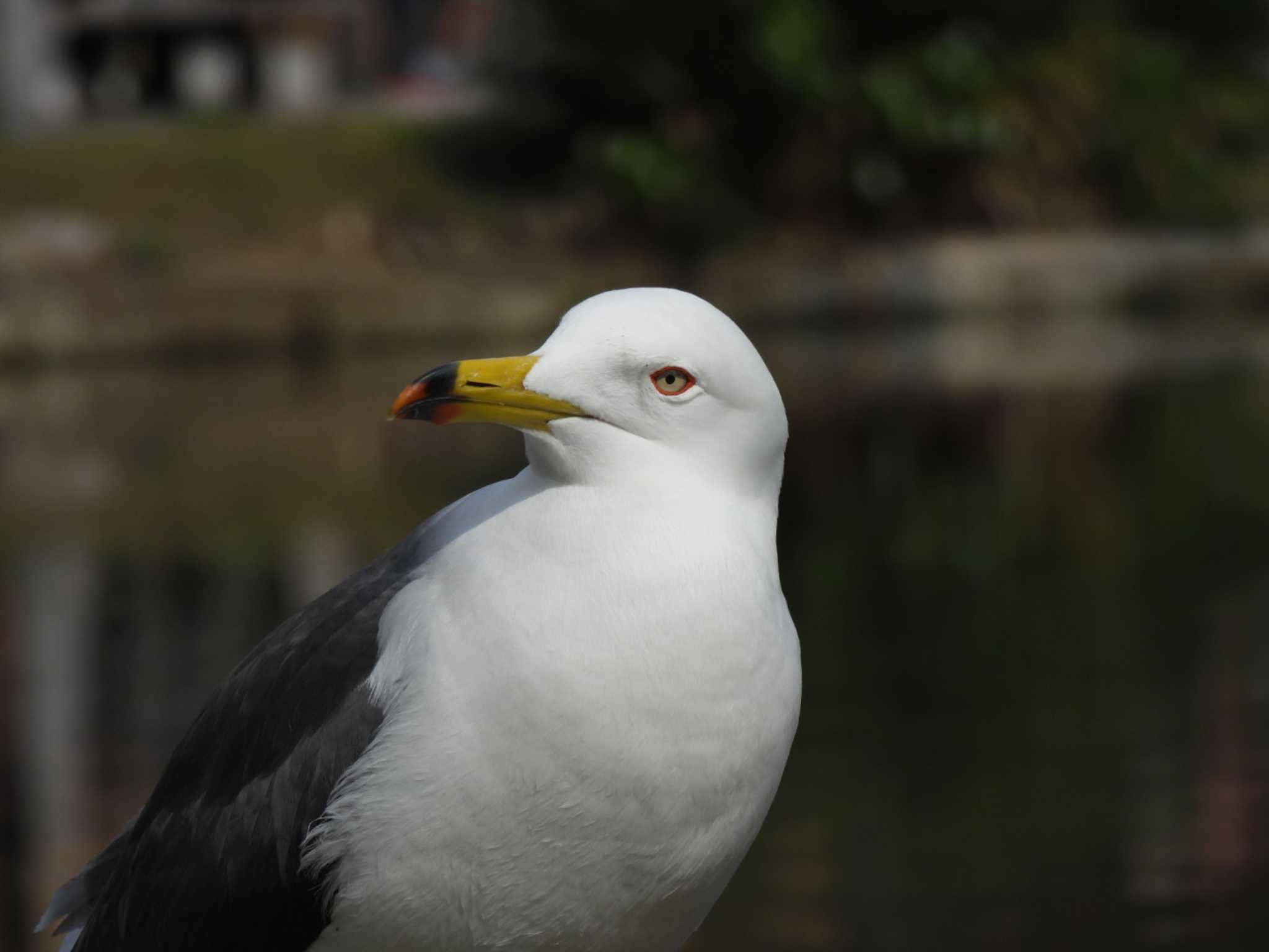 不忍池(上野恩賜公園) ウミネコの写真 by ミサゴ好き🐦