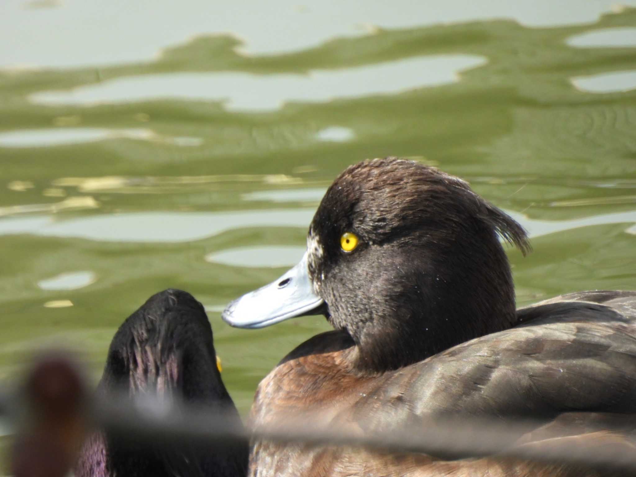 不忍池(上野恩賜公園) キンクロハジロの写真 by ミサゴ好き🐦