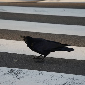 Large-billed Crow 関内 Unknown Date