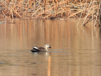 カルガモ 不忍池(上野恩賜公園) 2024年4月1日(月)