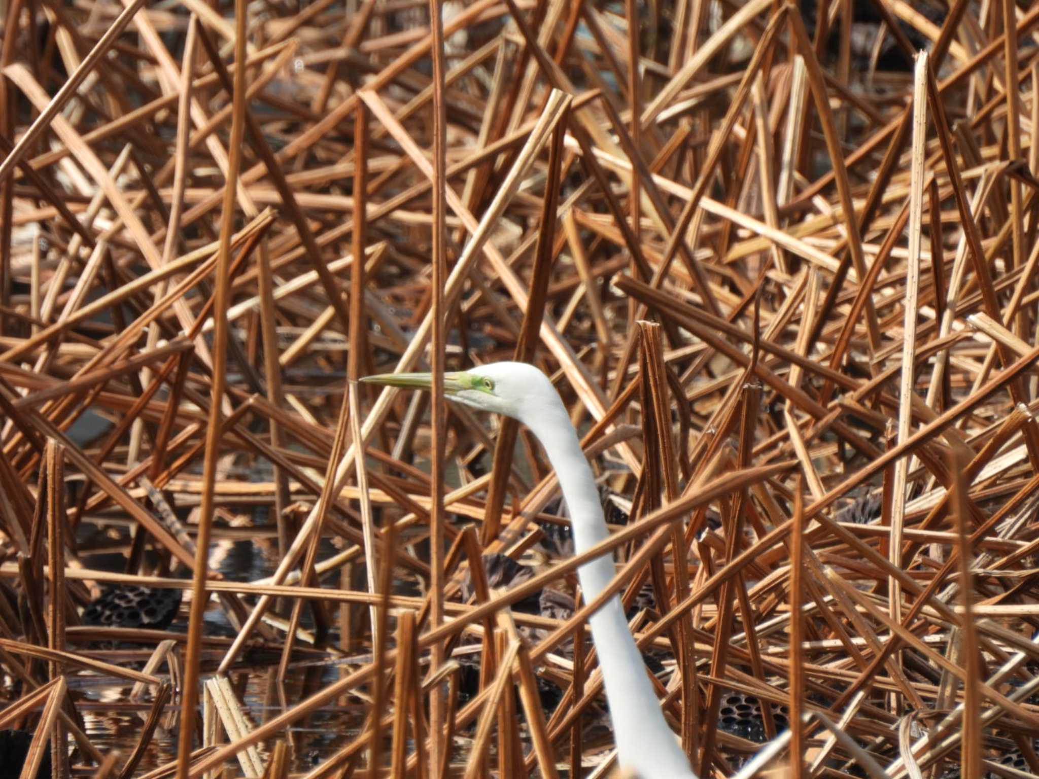 Photo of Great Egret at Shinobazunoike by ミサゴ好き🐦