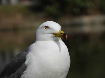 Black-tailed Gull Shinobazunoike Mon, 4/1/2024