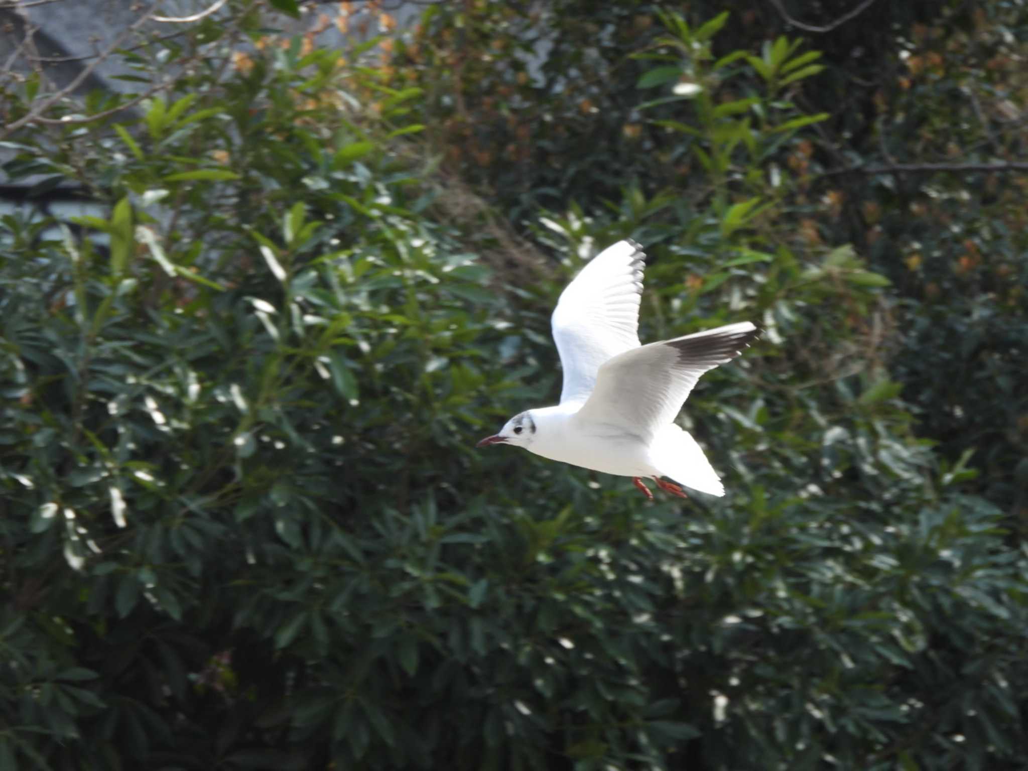 不忍池(上野恩賜公園) ユリカモメの写真 by ミサゴ好き🐦