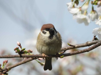 スズメ 不忍池(上野恩賜公園) 2024年4月1日(月)